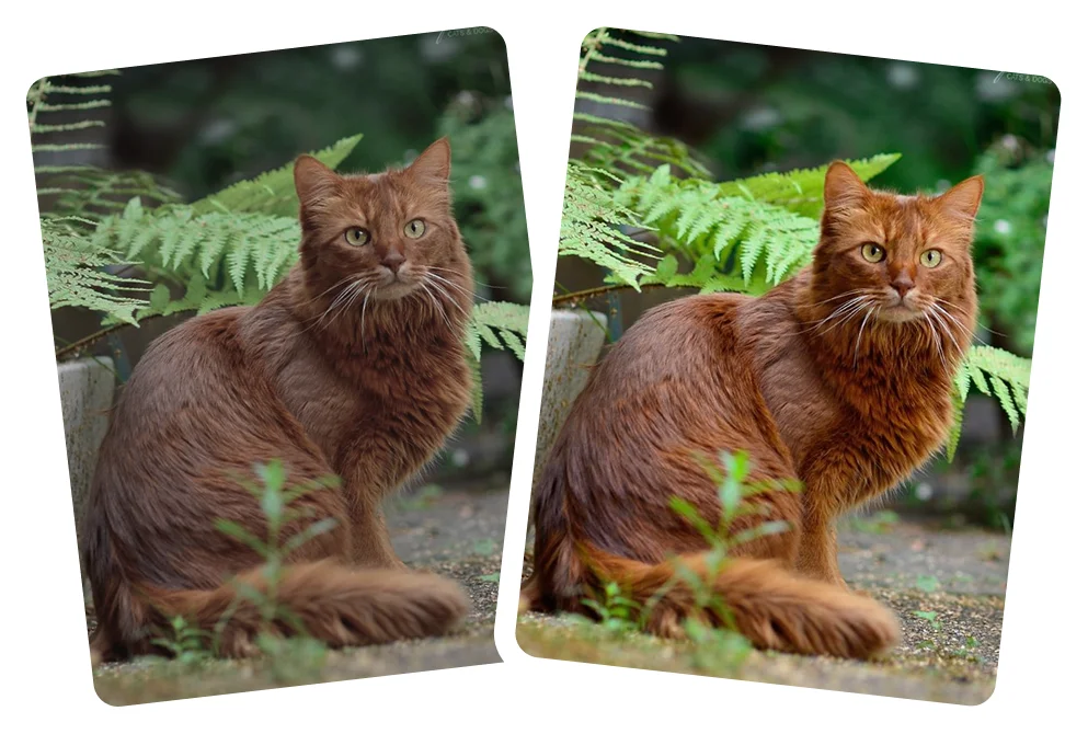 AI enhancement improves clarity and sharpness.