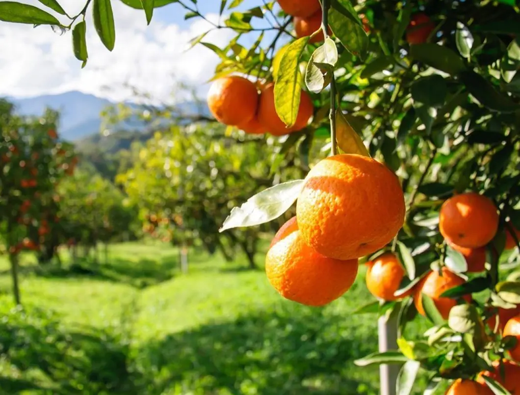 Clean HD detail restored in one tap Clean HD detail restored in one tap