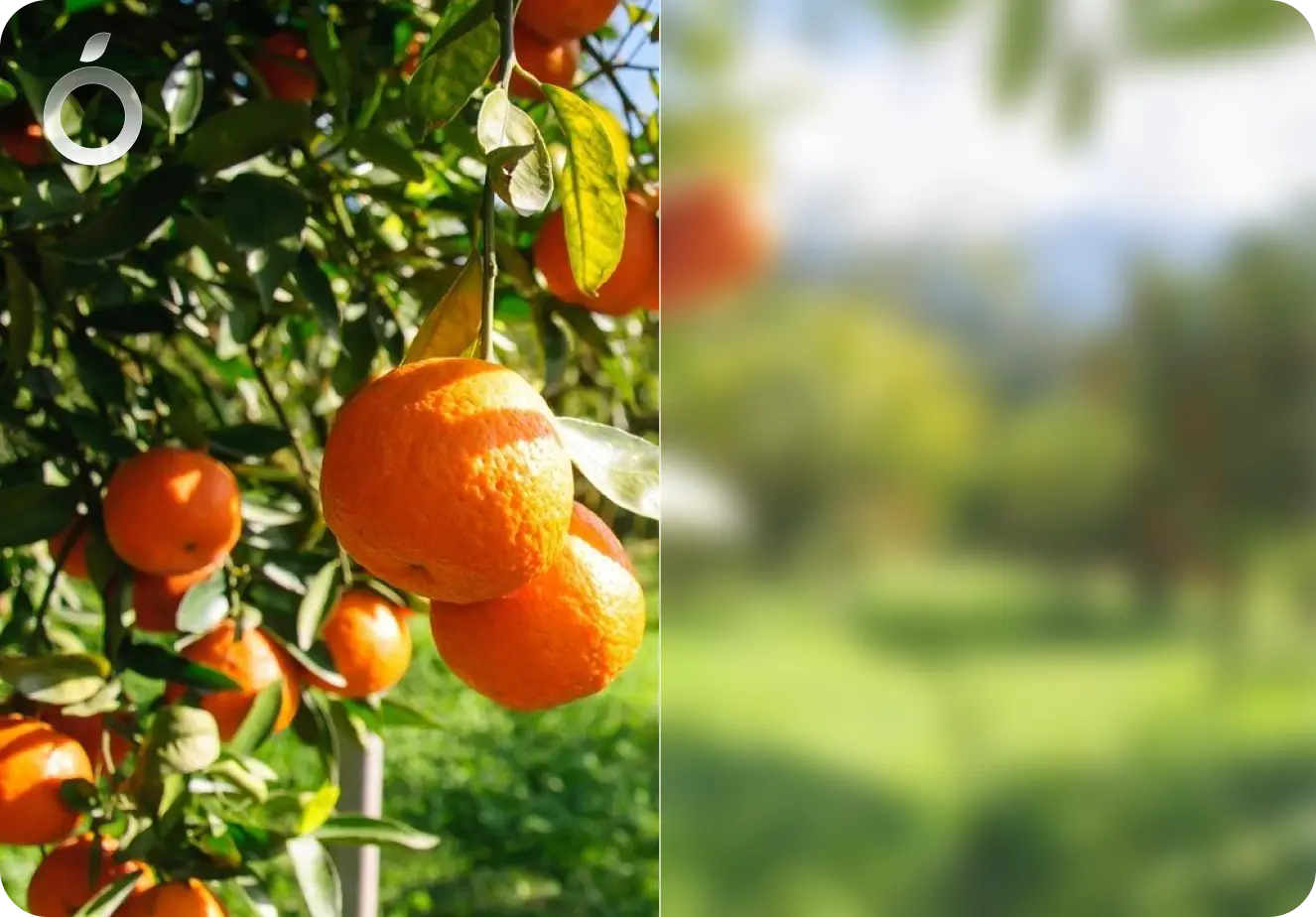 Upscale Low Resolution Photos example Upscale Low Resolution Photos example