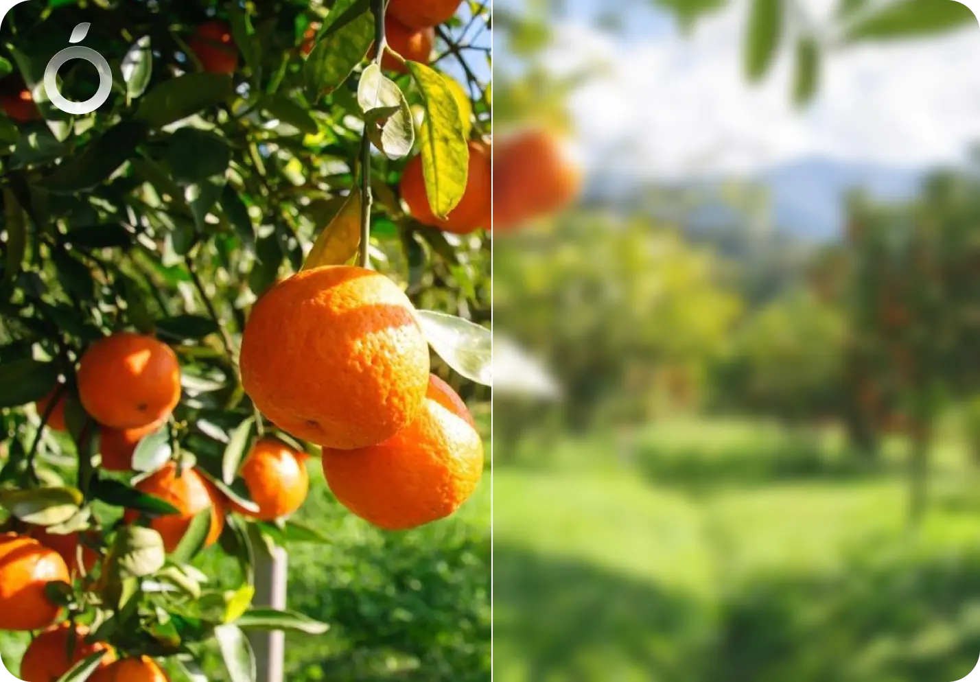 Works across every photo type example